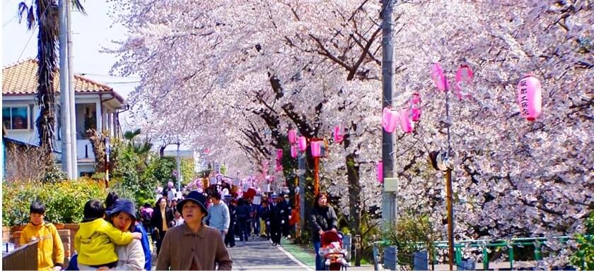 東川の桜並木